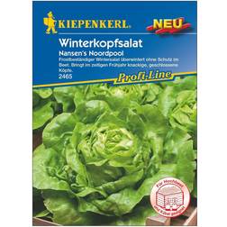 Kiepenkerl Winterkopfsalat Nansen's Noordpool ca. 90