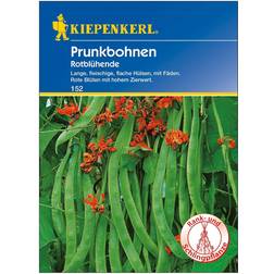 Kiepenkerl Prunkbohne Rotblühende Phaseolus coccineus, Inhalt: 6-8 lfd.