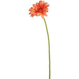 Pk/6 Gerbera Daisy 21"