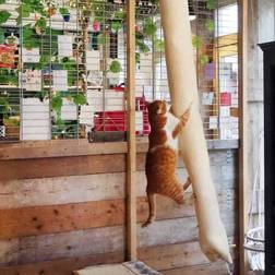 Quapas Cat Climbing Bag Cat Scratch Bag Sisal