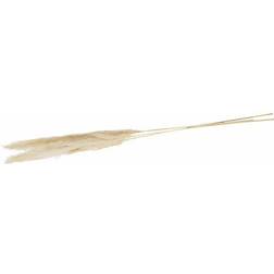 Dijk Pampas Gräser creme 115 x 14 x 9 cm 3 Stück