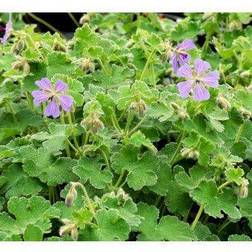 GERANIUM renardii 'Philippe Vapelle' Storkenæb