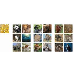 Ambassador Ambassador Memo Animal Families