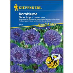 Kiepenkerl Kornblume Blauer Junge Centaurea cyanus, Inhalt: ca.