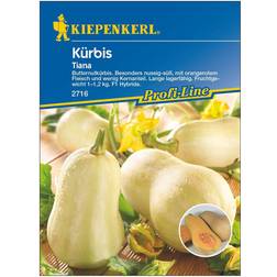 Kiepenkerl Kürbis Tiana F1
