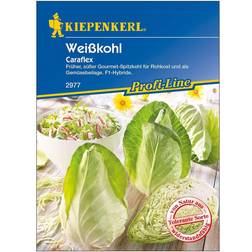 Kiepenkerl Spitzkohl Caraflex Brassica oleracea capitata