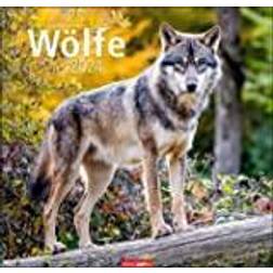 Wölfe Kalender 2024