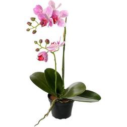 Fröken Fräken Mr Plant Phalaenopsis Konstgjord växt