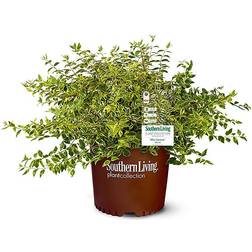 SOUTHERN 2 Gal. Lemon Abelia Plant with Bright Variegated