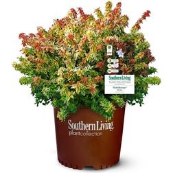 SOUTHERN 2 Gal. Kaleidoscope Abelia Plant