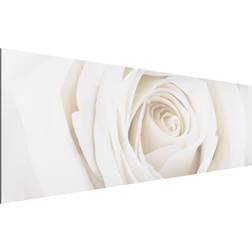 Tableau sur aluminium Jolie Rose Blanche