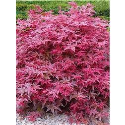 GardenersDream Acer Palmatum "Beni Maiko" Plante de Jardin À Feuilles Caduques Arbuste En Pot