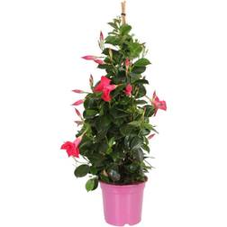 Dipladenia Potteplante