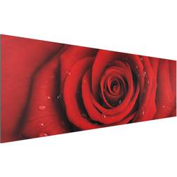 Tableau sur aluminium Rose rouge avec gouttes d'eau