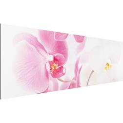 Tableau sur aluminium Orchidées délicates