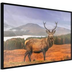 Artgeist Affisch Scottish Stag Poster