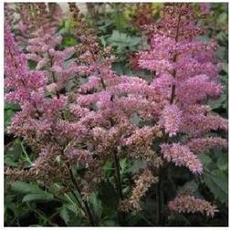 Astilbe Maggie Daley Astilbe hybrid Maggie