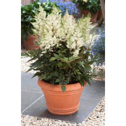 Younique Astilbe Younique White Astilbe arendsii Sommerblomst