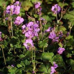 Storkenæb Cambridge Geranium cantabrigiense Cambridge Blomsterfrø