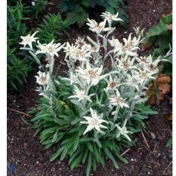 Ægte Edelweiss Leontopodium alpinum