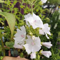 MALVA moschata 'Alba' Moskus