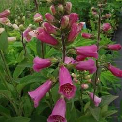 Fingerbøl Gloxiniiflora Digitalis purpurea Gloxiniiflora