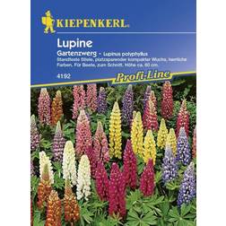 Kiepenkerl Lupine Gartenzwerg Lupinus polyphyllus, Inhalt: