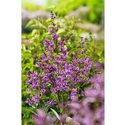 Omnia Garden Ungersk syren Oden E