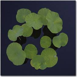 Trademark Fine Art KS0175-C1414GG "Giant Lily Pad Abstract" Shaffer Framed Art