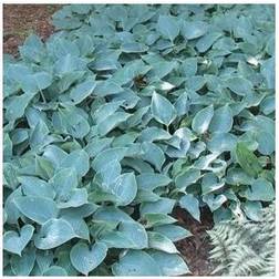 HOSTA tardiana 'Halcyon' Funkia Blomsterfrø