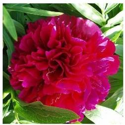 PAEONIA lact. 'Karl Rosenfield'