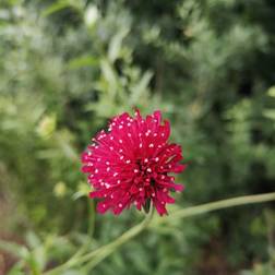 Blåhat Mars Midget Knautia macedonica Mars Midget