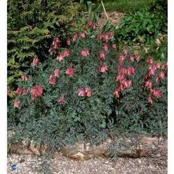 SMA Småhjerte Dicentra eximia Sommerblomst