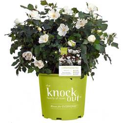 Knockout Rose, 1 Gallon, Rich Green Foliage