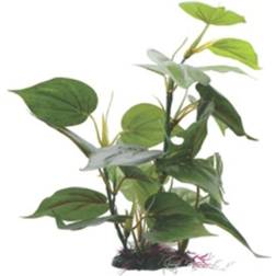 Fluval Anubias Aquarium Plant 12