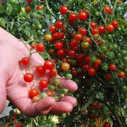 Organic Rib Tomato Potteplante