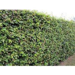 Beech Hedge 100-125cm 10-pack