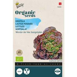 Buzzy Organic hovedsalat Merveille des 4 frø Grøntsagsfrø