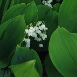 Liljekonval Convallaria majalis