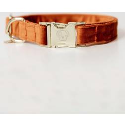 Kentucky Dogwear Dog Collar Velvet Orange
