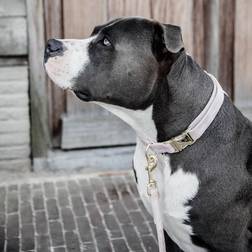 Kentucky Kentucky Dogwear Per Cani