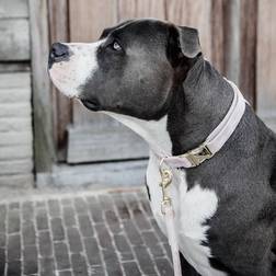 Kentucky Velvet Collar