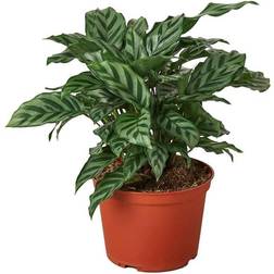 House Plant Shop Calathea 'Freddie'