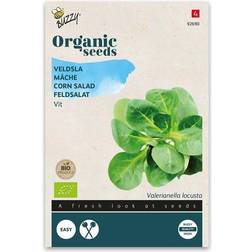 Buzzy Organic vårsalat Grote Noordhollandse økologiske frø Grøntsagsfrø