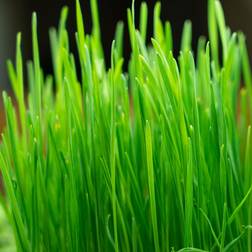 AeroGarden Winter Wheatgrass MicroGreens Seed