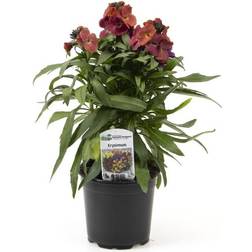 Silvan Erysimum Cheiri Potteplante