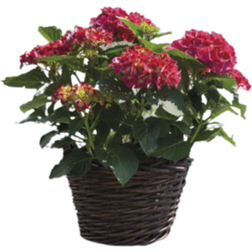 Silvan Hydrangea Ø17cm Potteplante