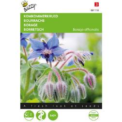 Buzzy hjulkrone Borago Officinalis frø