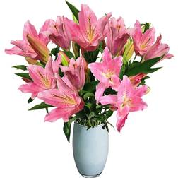 All Occasions Just Lilies - Pink Lily