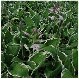 HOSTA hybrid 'Francee' Funkia Hækplante